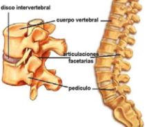 articulaciones facetarias